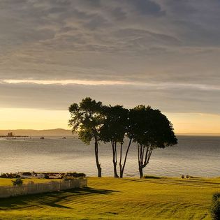 The three trees on the shoreline of Frenchman Bay at the Saltair Inn located in Bar Harbor, ME, close to Acadia Natiional Park.